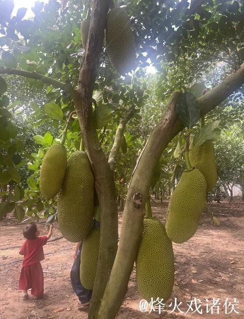 畅享菠萝蜜视频精彩视频在线观看体验